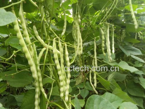 绿色藤蔓上的芸豆植株,清晰展示其叶片、白色小花及细长豆荚,豆荚表面光滑呈浅绿色,部分已成熟泛黄,背景为田园自然环境 芸豆植株与豆荚特写