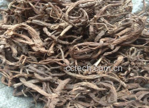白芷正品药材特写：圆锥形根，表面灰棕色带明显横向皮孔（疙瘩丁），断面灰白色粉性，散发浓郁辛香