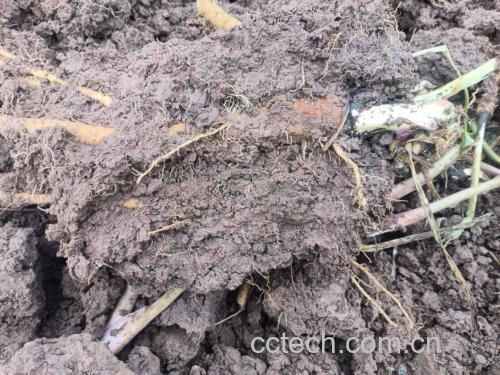 白芷种植基地实景：四川遂宁道地药材产区，连片绿色白芷植株，开花期伞形花序洁白繁茂，田间立有“川白芷GAP标准化种植基地”标牌