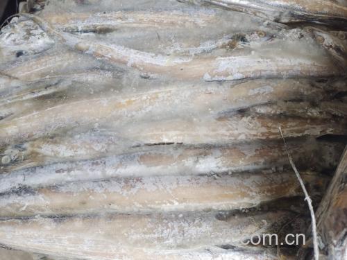 带鱼表面银白色物质特写 带鱼表面银白色物质特写