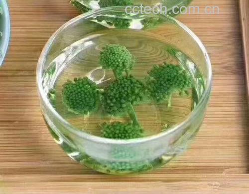 三七根部与泡水饮用的图片,展示三七的日常使用方式 三七根部与泡水图片