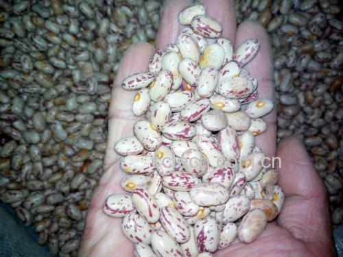芸豆预处理三步骤对比图:展示干豆、沸水焯后豆、温水浸泡后豆的形态变化,突出豆粒饱满度与表皮柔润感,体现‘去涩保软’工艺效果 芸豆预处理三步骤特写图:左侧为干芸豆原貌,中为焯水后泛白微胀的芸豆,右侧为温水浸泡30分钟后的饱满柔润芸豆,三组并列置于竹编簸箕上,背景为农家厨房木案板