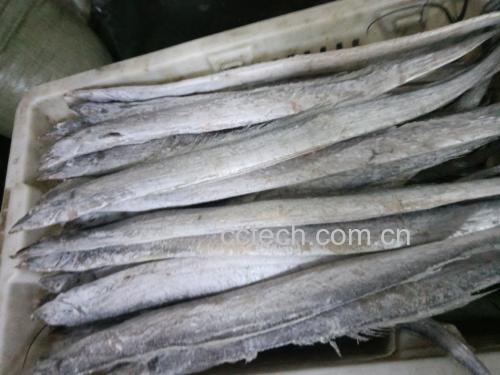 带鱼清洗干净并切成合适大小 带鱼清洗与切段