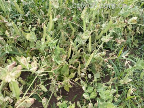 绿色田野中成熟的蚕豆植株,叶片翠绿,豆荚饱满 蚕豆田地实景