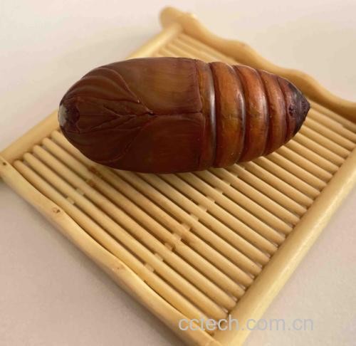 展示一道以整粒蚕豆炖煮的家常菜——蚕豆炖排骨,突出蚕豆皮的食用价值 蚕豆炖排骨菜品图