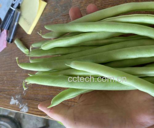 展示新鲜四季豆在焯水前后的颜色变化,突出绿色保持效果 四季豆焯水前后对比图