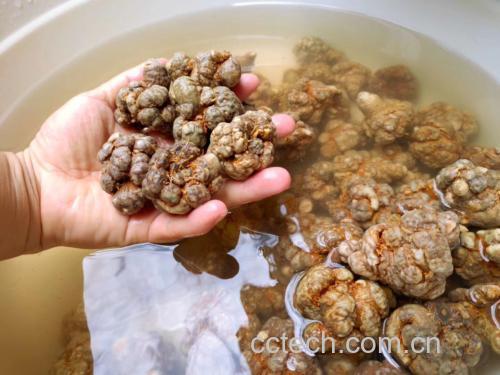 三七粉泡水示意图,展示三七粉在温水中的溶解过程 三七粉泡水示意图