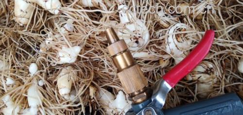 白芍与木瓜的药用形态展示,白芍切片与新鲜木瓜果实并列摆放 白芍与木瓜的药用形态展示
