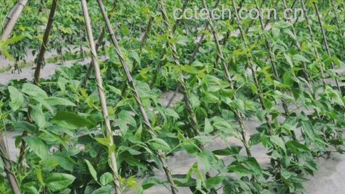 白扁豆种植田地实景,展示其自然生长状态与绿色农业环境 白扁豆生长环境图