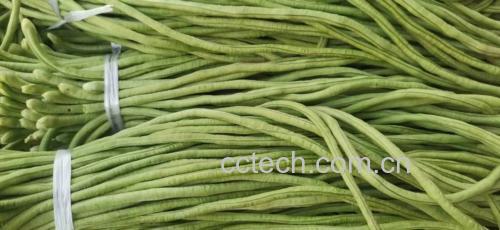 鲜采嫩扁豆角实物特写:豆荚长12–15 cm,直径0.8–1.2 cm,表皮光滑青绿,蜡质层明显,无鼓粒、无纤维化,代表低嘌呤可食最佳采收期 鲜嫩翠绿的扁豆角特写,豆荚笔直饱满、表面覆有细密白霜,顶端保留新鲜绿色花萼,背景为竹编菜篮与湿润黑土,体现田间采摘即时性