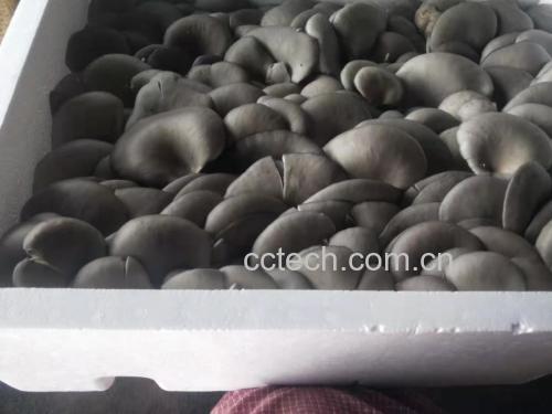 平菇和土豆的食材处理图