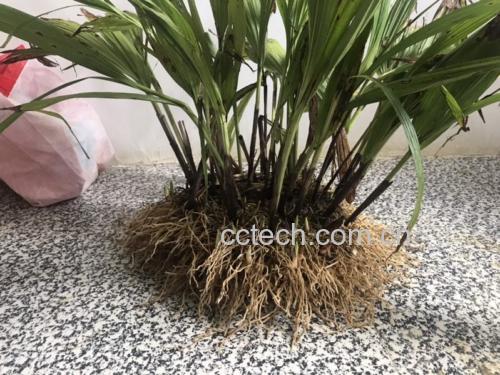白芷植物图