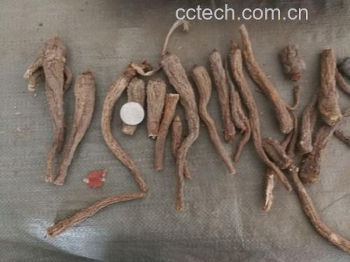 干燥的白芷根呈圆柱形或圆锥形,表面灰黄色至黄棕色,有纵向皱纹及横向皮孔样突起,断面类白色或淡黄色,质地坚实,散发淡淡清香,旁边放置一把中药秤和研钵 白芷干燥根药材特写