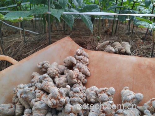 展示新鲜或干燥的三七根茎,背景为农田或产地环境 三七根茎实物图