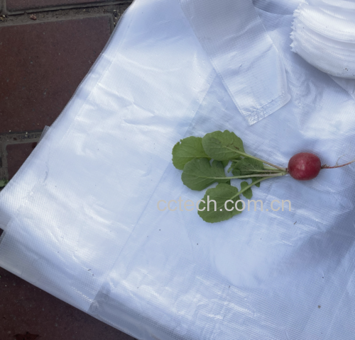 芝麻菜植物图,展示其叶片形态与花朵特征 芝麻菜植物图