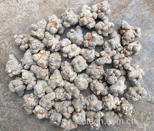图片说明:云南三七植株和其珍贵的根茎部分,展示其自然生长状态 云南三七植株与根茎特写