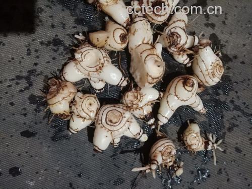 白芷与其他香料的形态对比,帮助识别以避免误用 白芷药材与香料对比图
