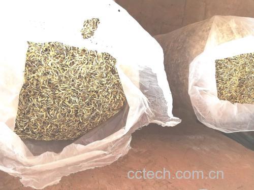 市场销售的白芷成品包装展示,标注清晰,便于识别 白芷成品包装图