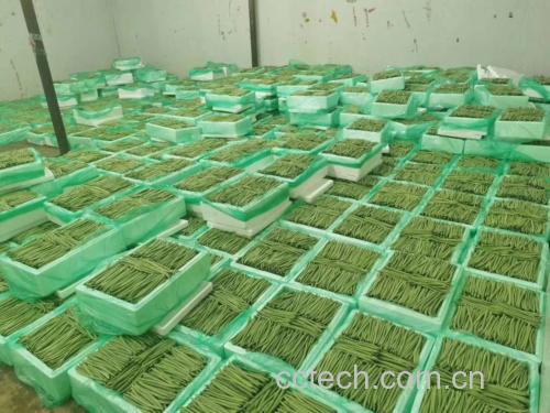 展示四季豆放入密封保鲜盒并放入冰箱冷藏的过程 四季豆冷藏保存步骤