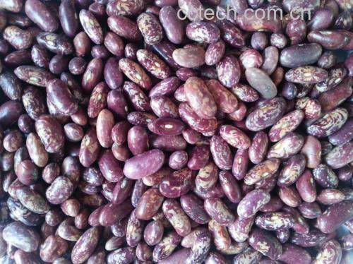 花芸豆烹饪过程图:展示花芸豆在锅中煮沸的画面 花芸豆烹饪过程图