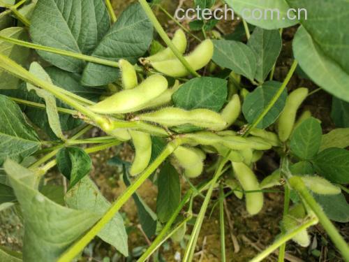 新鲜采摘的绿色蚕豆荚,内部可见饱满的豆粒 蚕豆实物图