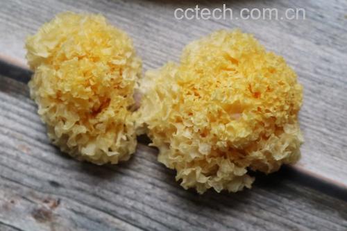 一簇自然生长的干制丑耳,呈深褐色,表面褶皱密集,质地干燥脆硬,背景为木质托盘,旁边摆放一把不锈钢剪刀,突出其原始粗犷的外观特征 丑耳原生态特写