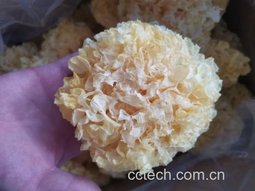一只手正在盆中轻柔揉搓泡发后的丑耳,耳片展开呈棕褐色,水中可见少量杂质漂浮,背景为不锈钢洗菜盆,强调清洁过程的真实性与细节 丑耳清洗过程特写