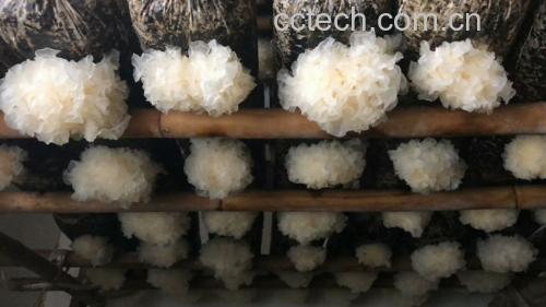 无人机航拍视角下的高山银耳种植基地,成排的黑色遮阳棚整齐排列,农民正在田间采摘成熟银耳,周围植被茂密,空气清新,体现绿色有机种植环境 生态种植基地航拍图:高山银耳种植基地,成排黑色遮阳棚整齐排列