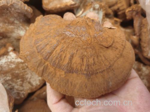 左侧为优质竹灵芝切片:边缘整齐、颜色乳白泛黄、表面光滑;右侧为普通赤芝染色仿制品:颜色偏红褐、表面粗糙、有明显染色痕迹;中间放置放大镜突出细节差异,背景为实验室检测报告复印件 竹灵芝切片对比图