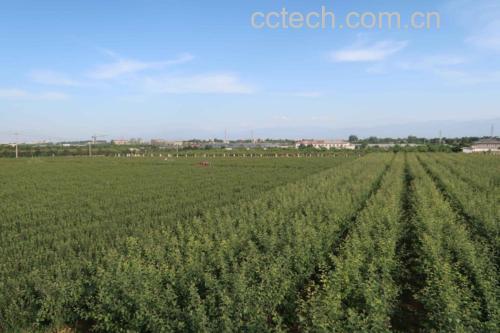 果园中成片种植的果梅树进入结果期