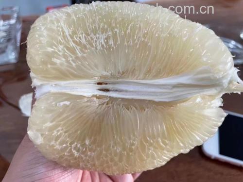 新鲜柚子果肉特写,展示其晶莹剔透的质地和丰富的汁液 柚子果肉特写