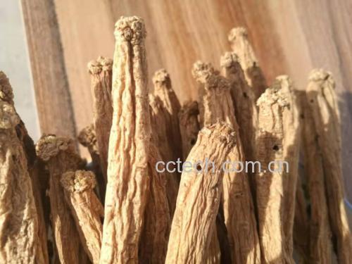 展示干燥处理后的黄芩根部,表面呈黄褐色,质地坚硬 黄芩药材特写