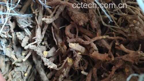 高清微距摄影:黄芩成株(花期前)茎顶二歧分枝处,展示典型对生叶序;可见四棱茎、叶柄基部抱茎、叶片卵圆形轮廓及叶缘圆齿结构;背景虚化突出叶片正反面颜色差异 黄芩植株整体形态与叶片着生方式特写