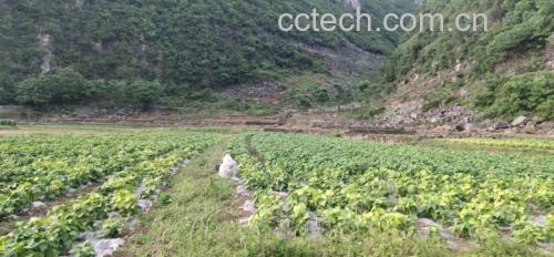 中国四季豆主产区地图标注：以高亮色块标出河北中南部（固安、永清）、山东中西部（寿光、章丘）、云南楚雄州（元谋）三大核心产区，箭头指向5月下旬至7月中旬重叠区域，并标注“黄金采收带”文字