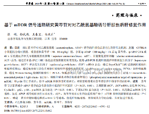 实验室场景下显微镜视野中的肝细胞对比图:左侧为经毒素处理的受损肝细胞,细胞肿胀、核固缩;右侧为添加黄芩提取物后的肝细胞,形态完整,结构清晰,体现其保护效应 黄芩提取物在肝细胞保护实验中的显微图像示意