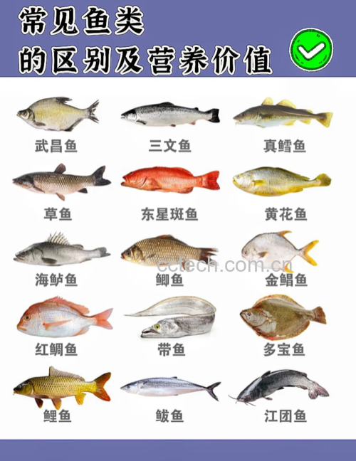 一张营养成分对比图表,展示每100克生鱿鱼、鸡胸肉和三文鱼的主要营养指标,包括蛋白质、脂肪、胆固醇和牛磺酸含量,数据清晰标注,背景为淡蓝色海洋纹理 图片描述