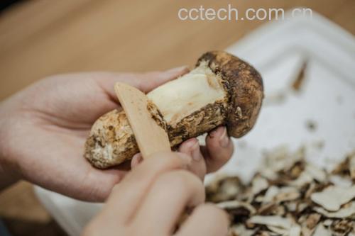 一只手正在用软毛牙刷轻刷松茸表面泥土,另一只手持厨房纸巾准备擦拭,旁边摆放已清理干净的松茸和锋利刀具,背景为白色瓷砖台面,突出清洁操作场景 松茸清洗与切片过程