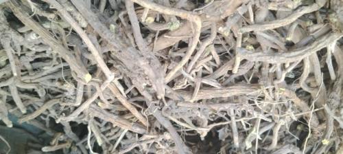 新鲜采挖的黄芩根呈圆锥形,表面棕黄色或深黄色;经过清洗、切片、晒干后的黄芩饮片呈不规则薄片状,断面鲜黄或黄绿色,质地坚实 黄芩原药材与饮片对比图