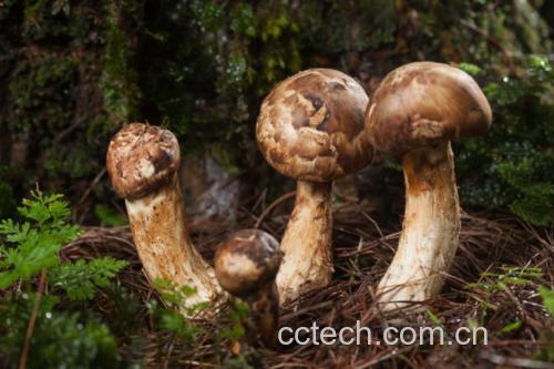 一片湿润的针叶林下,松茸从覆盖着松针的土壤中破土而出,周围有松树根系交织,环境阴凉潮湿,光线柔和,显示松茸与树木共生的自然生态场景 松茸生长环境示意图