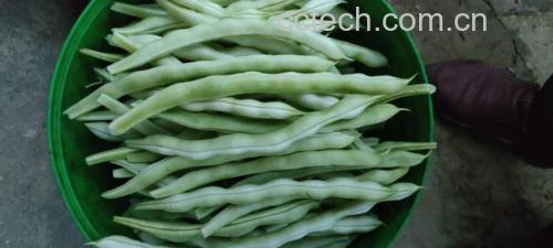 展示新鲜绿色芸豆的实物照片,清晰可见豆荚形态 芸豆实物图
