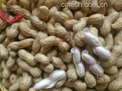 蚕豆营养成分对比图：左侧标注‘鲜蚕豆（100g）’，右侧标注‘清炒蚕豆（100g熟重）’，用柱状图直观显示蛋白质、铁、叶酸、B1数值变化，箭头标注‘↑15%’‘↑0%’‘→’等