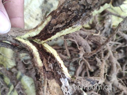 高清扫描图:某GMP工厂出具的黄芩根提取物COA报告单局部,重点框选‘检测项目’栏——黄芩苷(HPLC法)12.3%,黄芩素(HPLC法)5.1%,总黄酮≥35.0%,重金属(Pb/As/Cd/Hg)未检出,微生物总数<100 CFU/g;报告编号、检测日期、CMA章清晰可见 黄芩根提取物护肤品原料质检报告局部特写