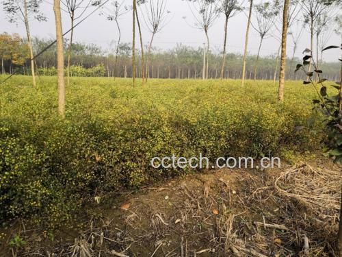 一株生长中的北柴胡,茎直立,叶片狭长呈线状披针形,顶部开黄色小花,成伞形花序;背景为田野环境,土壤湿润,阳光柔和,突出其自然生长状态 北柴胡植株特写