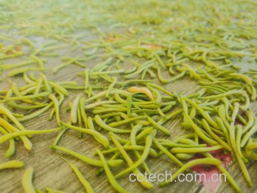 金丝皇菊干花特写