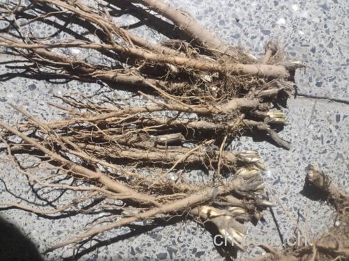 图片说明:一株完整的北柴胡植物,展示其细长茎秆、线形叶片以及粗壮、呈黑褐色、具明显环节的主根。背景为北方干旱山坡环境,突出其典型生长地貌特征 北柴胡植株与根部特写