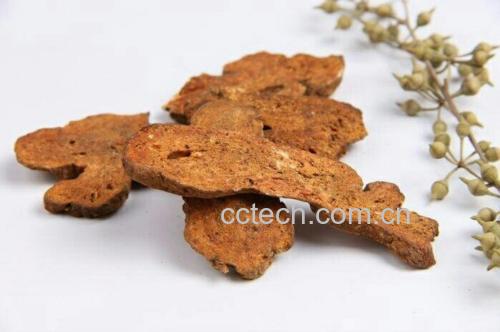一株生长中的白术植物,叶片呈羽状分裂,根部膨大;右侧为经过清洗、干燥并切成薄片的白术片,颜色黄白至淡棕,表面有纵皱纹,质地坚实。背景为浙江山区种植基地,体现道地产区特征 白术植株与干燥白术片对比图