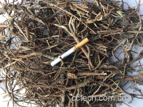 左侧为生北柴胡饮片,呈圆柱形,表面黄褐色,断面纤维性强;右侧为醋炙北柴胡,颜色加深,略带醋酸气味,展示不同炮制品形态差异 北柴胡饮片对比图
