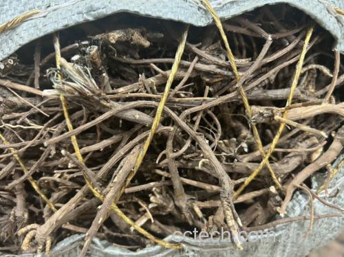 一株生长中的北柴胡,茎直立,叶片狭长呈线状披针形,顶端有复伞形花序,背景为黄土丘陵环境,突出其北方道地产区特征 北柴胡植株特写