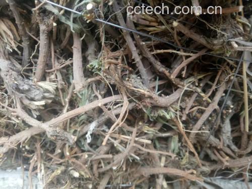 画面左侧为生长在山野中的北柴胡植株,茎直立,叶片线形至披针形,花小呈黄色;右侧为晒干后的北柴胡药材,根部粗长,表面褐色,断面黄白色,质地坚实 北柴胡原植物与干燥药材对比图