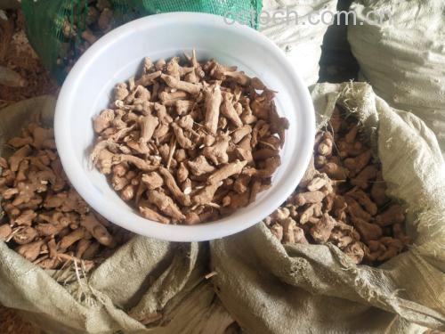 大型中药材交易市场内,摊位上堆放着大量干燥的白术根茎和切好的白术片,商贩正在称重打包,顾客手持样品观察色泽,背景可见‘白术专营’招牌及电子秤、麻布袋等传统交易工具 中药材市场白术交易场景